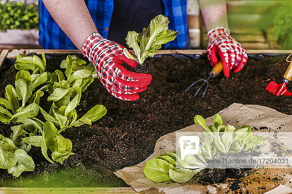 Junger Mann pflanzt Salatsetzlinge in seinem städtischen Garten
