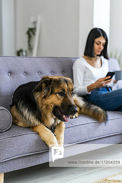 Deutscher Schäferhund auf dem Sofa sitzend mit Frau  die ein Mobiltelefon benutzt