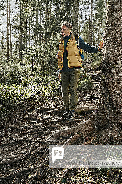 Mann steht auf den Wurzeln eines Baumes im Wald im Salzburger Land  Österreich