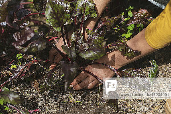 Woman picking beetroot in sustainable garden