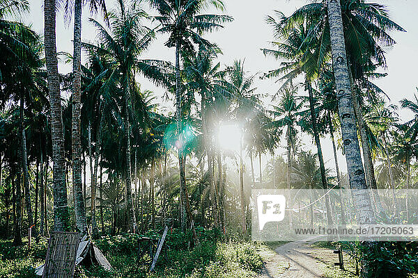 Palmen bei Sonnenuntergang  Insel Siargao  Philippinen