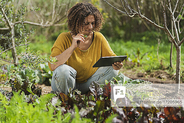 Frau pflückt Kräuter und schaut auf ein digitales Tablet im Garten