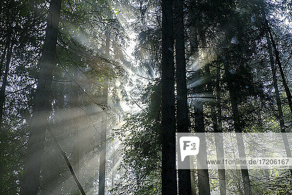 Sonnenstrahl  der durch die Bäume im Wald fällt