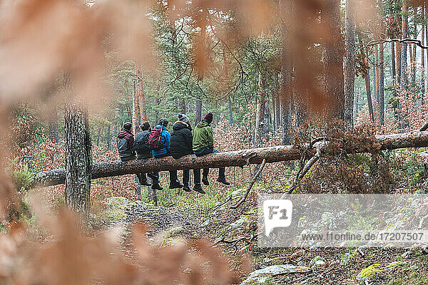 Männliche Wanderer sitzen zusammen auf einem umgestürzten Baum im Herbstwald