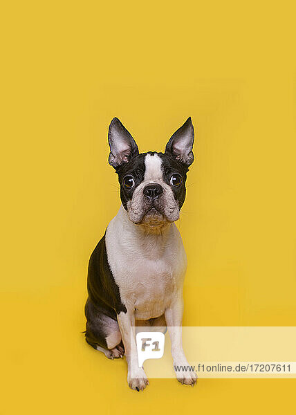 Porträt eines braunen und weißen Boston-Terrier-Welpen  der auf einem gelben Hintergrund sitzt