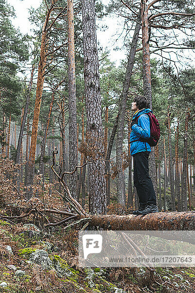 Männlicher Wanderer steht auf einem umgestürzten Baum im Herbstwald