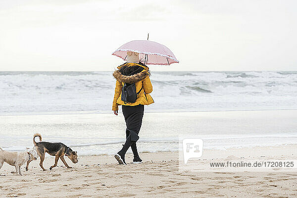 Young woman holding umbrella walking with two dogs along sandy coastal beach