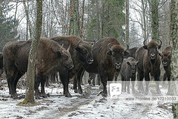 Wisent (Bison bonasus) in der Borkener Heide  Masuren  Polen  Europa
