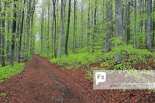 Buche  Buchengewächse (Fagaceae) (Fagus) Buchenwald  frisches Grün  neues Laub  Waldweg  Leibertingen  Naturpark Obere Donau  Baden-Württemberg  Deutschland  Europa