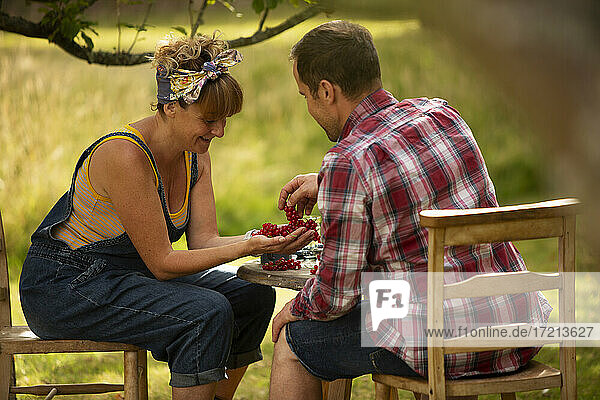 Couple looking at fresh harvested red currants at garden table