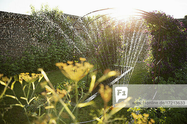 Sprinkler Bewässerung Pflanzen wachsen in sonnigen idyllischen Sommergarten