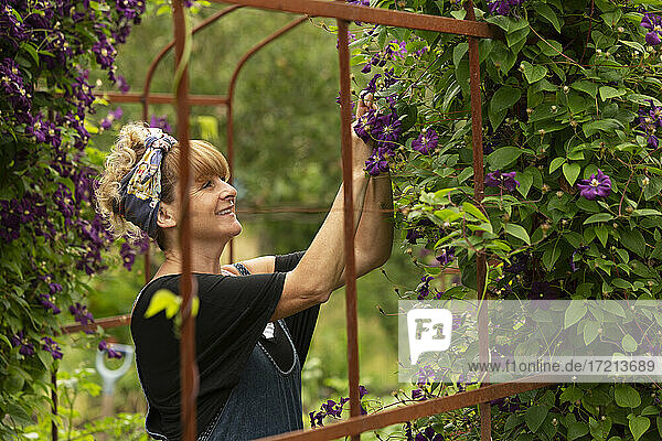 Woman pruning purple clematis flowers growing on trellis in garden