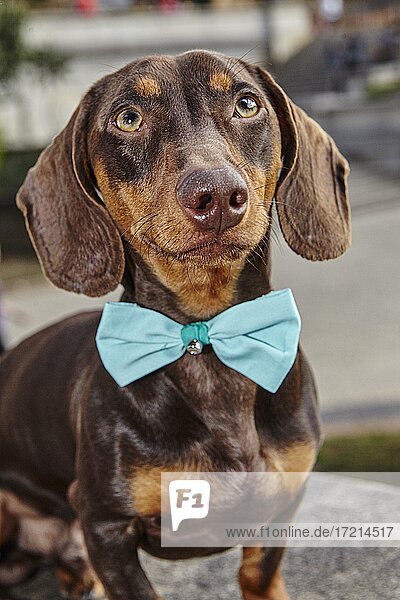 Animal  dog  dachshund  wire-haired dachshund with blue loop|Animal  dog  dachshund  wire-haired dachshund with blue loop
