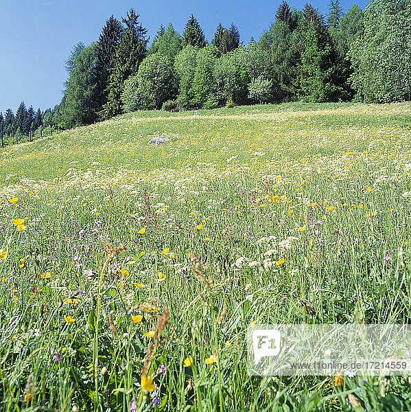 Plant  flower  meadow flower  mountain flower|Plant  flower wildflowers meadows