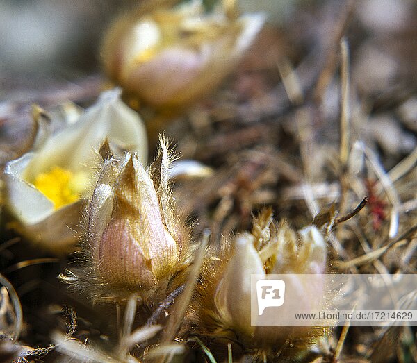 Pflanze  Blume  Alpen-Kuhschelle  Alpen-Kuechenschelle  Alpenkuechenschelle |Plant  flower Pulsatilla alpina  Anemone alpina