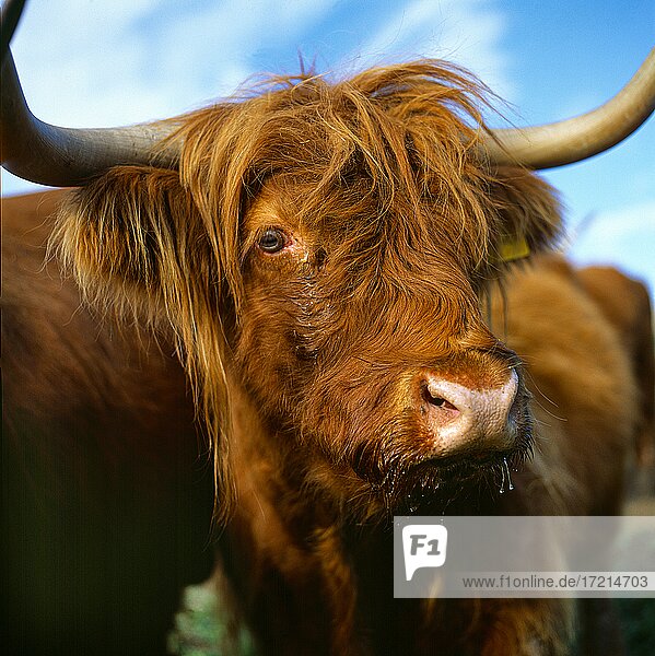 Tiere Schottische Hochlandrind|Animals  Highland Cattle  Kyloe  Bò Ghàidhealach