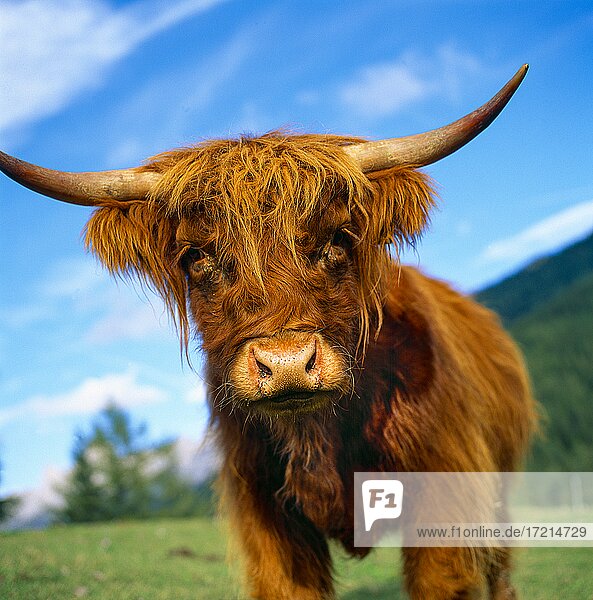 Tiere Schottische Hochlandrind|Animals  Highland Cattle  Kyloe  Bò Ghàidhealach