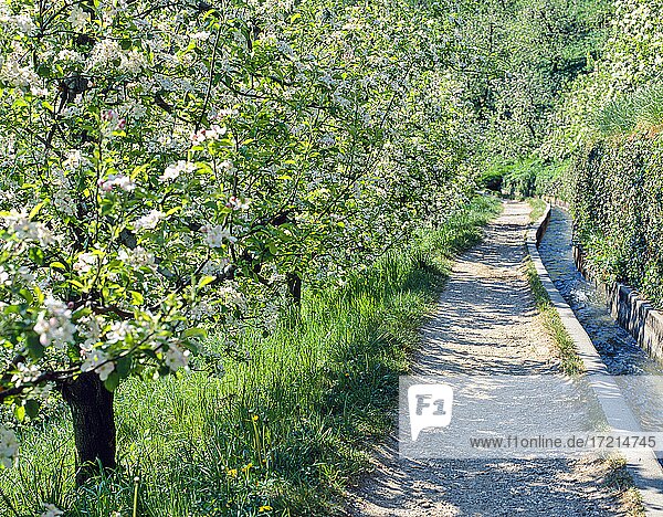 Italy  Italia  Alto Adige  South Tyrol  Province of Bolzano  Marlengo  Waalweg Fruehling| Italy  Italia  Alto Adige  South Tyrol  Marlengo  roggia  spring