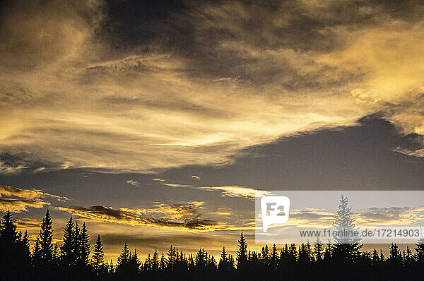 Vereinigte Staaten  Arizona  Silhouetten von Kiefern gegen Himmel bei Sonnenuntergang