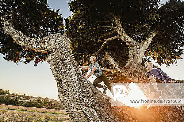 United States  California  Cambria  Boy (10-11) and girl (12-13) sitting on tree in landscape at sunset