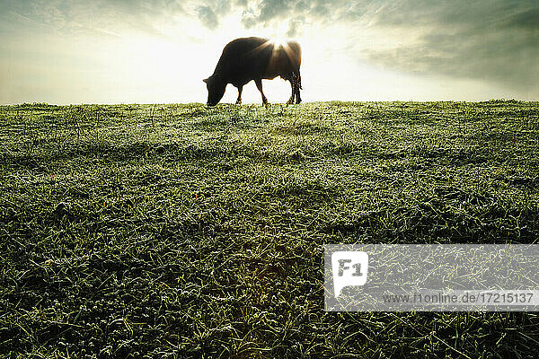 Silhouette einer grasenden Kuh auf einem Feld