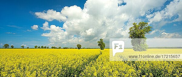 Blühendes Rapsfeld mit großen alten Linden  blauer Himmel mit Cumuluswolken  Kulturlandschaft im Frühling  Burgenlandkreis  Sachsen-Anhalt  Deutschland  Europa