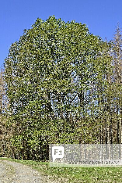 Eiche (Quercus)  imposanter Baum mit Blattaustrieb  umgeben von abgestorbenen Fichten (Picea abies)  Naturpark Arnsberger Wald  Nordrhein-Westfalen  Deutschland  Europa