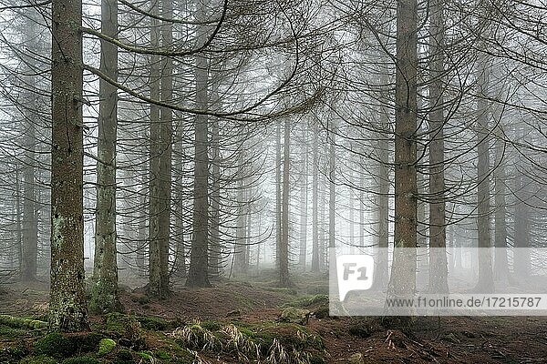 Durch Borkenkäferbefall absterbender Fichtenwald  dichter Nebel  Nationalpark Harz  bei Braunlage  Niedersachsen  Deutschland  Europa