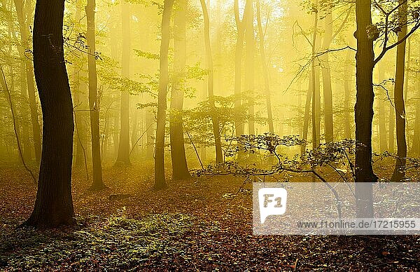 Lichtdurchfluteter Laubwald aus Eichen und Buchen  Sonne strahlt durch Nebel  bei Freyburg  Burgenlandkreis  Sachsen-Anhalt  Deutschland  Europa