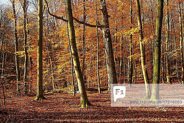 Sonniger goldener Herbstwald  Müritz-Nationalpark  Mecklenburg-Vorpommern  Deutschland  Europa