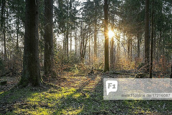 Fichtenwald (Picea abies) im Gegenlicht mit Sonnenstern  Thüringer Wald  Thüringen  Deutschland  Europa