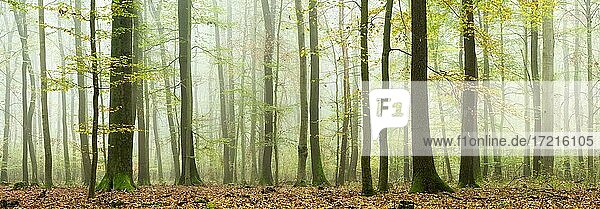 Panorama  Laubmischwald im Herbst mit Nebel  Burgenlandkreis  Sachsen-Anhalt  Deutschland  Europa