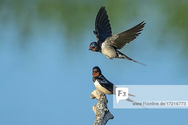 Barn swallow (Hirundo rustica)  Kattinger Watt  Toenning  Schleswig-Holstein  Germany  Europe