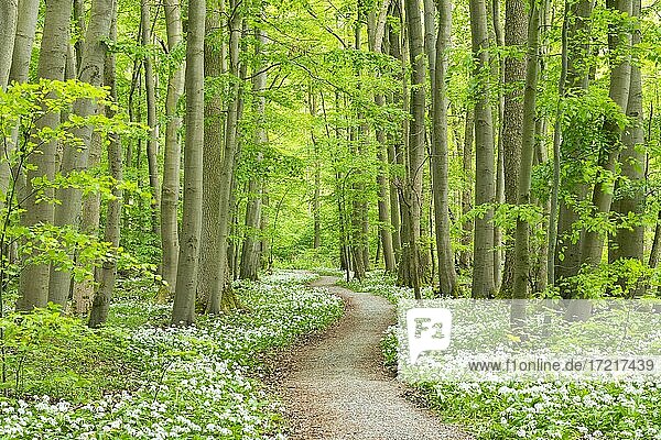 Weg durch Laubwald mit blühendem Bärlauch (Allium ursinum)  Nationalpark Hainich  Thüringen  Deutschland  Europa