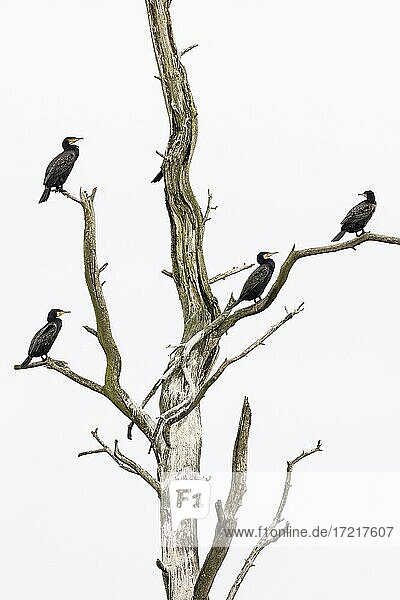 Kormoran (Phalacrocorax carbo)  rastende Vögel auf einem abgestorbenen Baum  Naturschutzgebiet Anklamer Stadtbruch  Anklam  Mecklenburg-Vorpommern  Deutschland  Europa