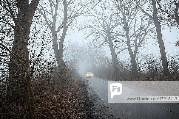 Auto fährt mit eingeschalteter Beleuchtung auf regennasser Allee mit winterkahlen Bäumen durch den Nebel