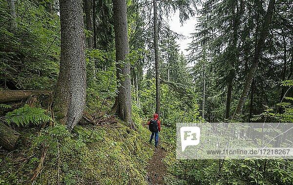 Wanderin auf Wanderweg im Wald  Lauterbrunnen  Schweizer Alpen  Schweiz  Europa