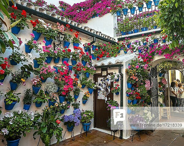 Viele Rote Geranien in blauen Blumentöpfen an der Hauswand  geschmückter Innenhof  Fiesta de los Patios  Córdoba  Andalusien  Spanien  Europa