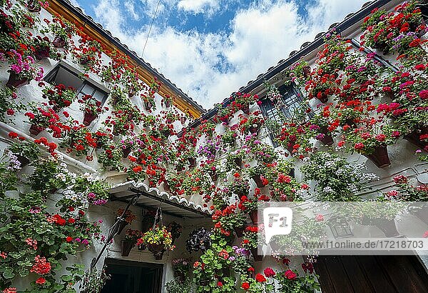 Viele Rote Geranien in Blumentöpfen an der Hauswand  geschmückter Innenhof  Fiesta de los Patios  Córdoba  Andalusien  Spanien  Europa