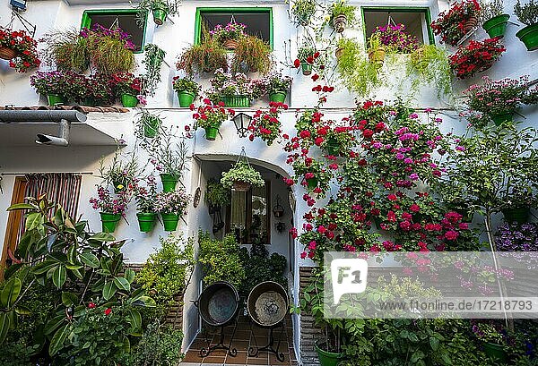 Mit Blumen geschmückter Innenhof  Geranien in Blumentöpfe an der Hauswand mit Fenstern  Fiesta de los Patios  Córdoba  Andalusien  Spanien  Europa