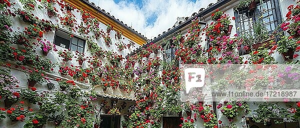 Viele Rote Geranien in Blumentöpfen an der Hauswand  geschmückter Innenhof  Fiesta de los Patios  Córdoba  Andalusien  Spanien  Europa