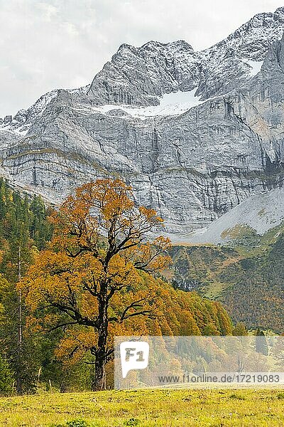 Ahornbaum mit Herbstlaub vor Felswand  Herbstlandschaft im Rißtal  Großer Ahornboden  Engalpe  Eng  Gemeinde Hinterriß  Karwendelgebirge  Alpenpark Karwendel  Tirol  Österreich  Europa