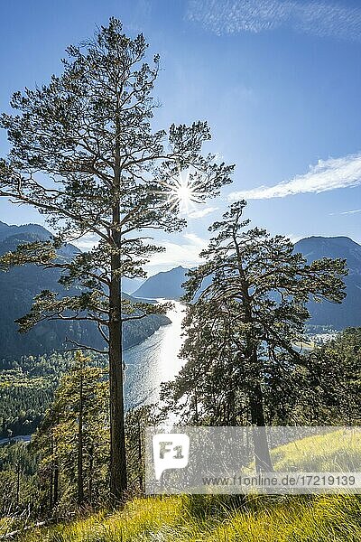 Hiking trail to Schönjöchl  sun shining through light pine forest  Plansee with mountains  Tyrol  Austria  Europe
