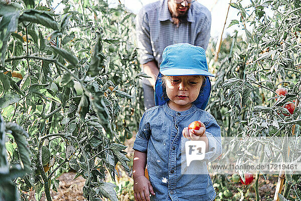 Kleinkind hält Tomate bei der Ernte auf dem Bauernhof mit Vater
