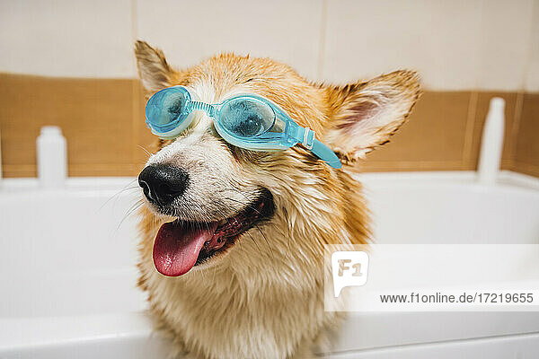 Porträt eines Corgi-Hundes mit Schwimmbrille in der Badewanne stehend