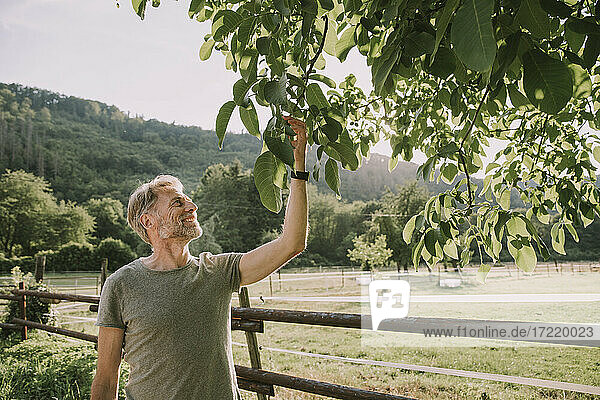 Mature man looking at walnuts while standing by railing