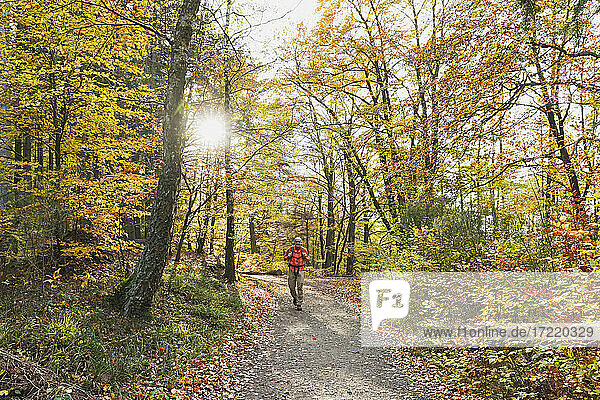 Senior man hiking along footpath in autumn beech forest