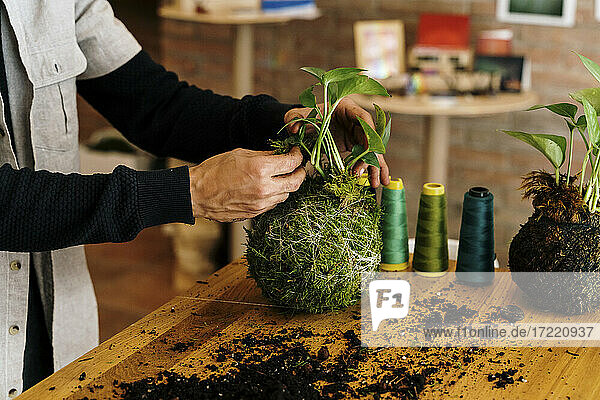 Hände eines Mannes  der eine Kokedama-Zimmerpflanze auf einem Tisch zu Hause vorbereitet