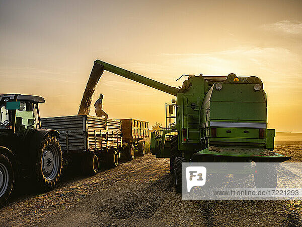 Sonne geht über einem Mähdrescher auf  der einen Traktoranhänger mit geerntetem Weizen füllt