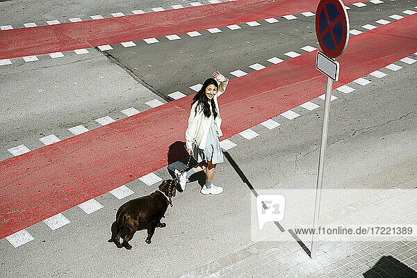 Lächelnde Frau mit winkender Hand beim Überqueren der Straße mit Labrador-Hund